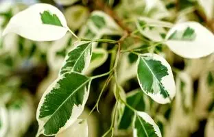 نحوه نگهداری فیکوس ؛ نکات مراقبتی برای گیاهان آپارتمانی فیکوس