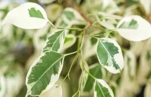 نحوه نگهداری فیکوس ؛ نکات مراقبتی برای گیاهان آپارتمانی فیکوس
