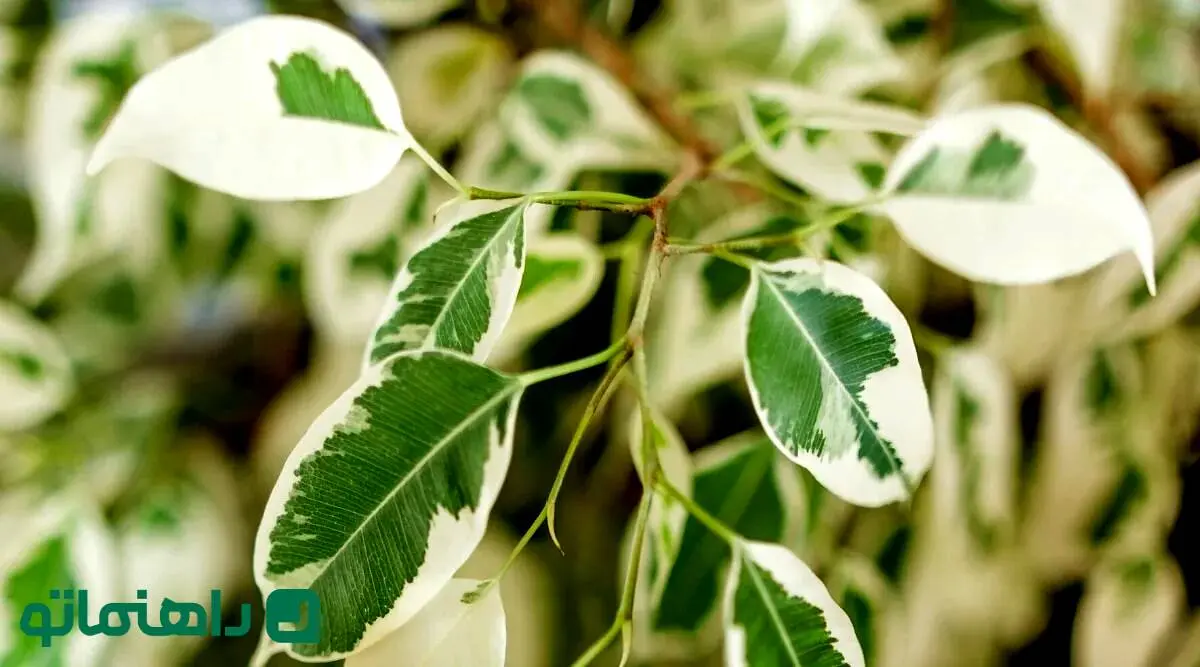 نحوه نگهداری فیکوس ؛ نکات مراقبتی برای گیاهان آپارتمانی فیکوس