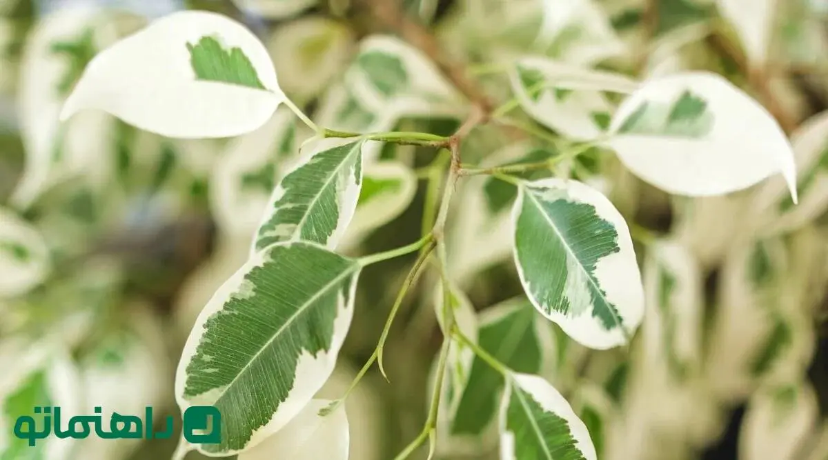 نحوه نگهداری فیکوس ؛ نکات مراقبتی برای گیاهان آپارتمانی فیکوس
