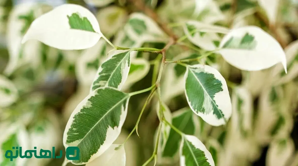 نحوه نگهداری فیکوس ؛ نکات مراقبتی برای گیاهان آپارتمانی فیکوس