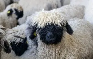 دیدار احساسی یک زن با گوسفندانش پس از آتش‌سوزی‌های کالیفرنیا + ویدئو