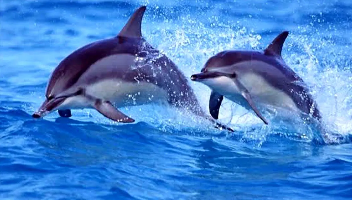  مغز انسان در برابر مغز دلفین + عکس