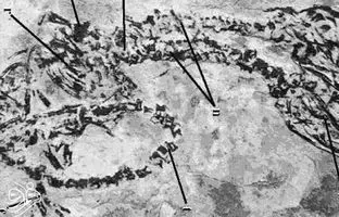 کشف فسیل اژدهای دوسر؛ افسانه‌ها واقعی بود!