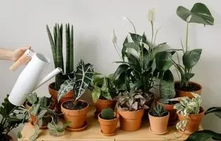 ۷ گیاه آپارتمانی که هوای خانه را مثل نسیم صبحگاهی خنک می‌کنند!