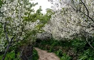 راهنمای سفر یک روزه به روستای آهار؛ پرشکوفه‌ترین روستای اطراف تهران