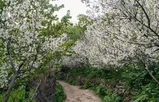 راهنمای سفر یک روزه به روستای آهار؛ پرشکوفه‌ترین روستای اطراف تهران