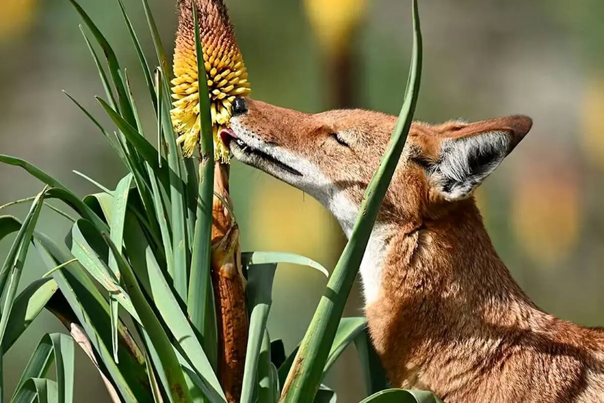 گرگ‌ها گیاه‌خوار شدند!