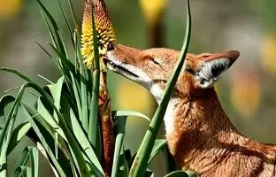 گرگ‌ها گیاه‌خوار شدند!