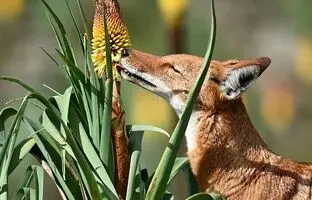 گرگ‌ها گیاه‌خوار شدند!