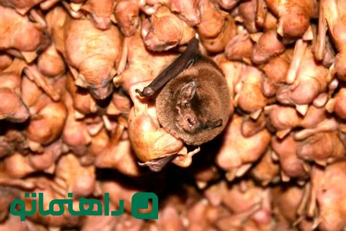 ترسناک‌ترین غارهای جهان؛ یکی در مالزی، یکی همین‌جا در ایران!