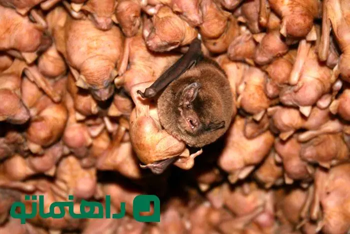 ترسناک‌ترین غارهای جهان؛ یکی در مالزی، یکی همین‌جا در ایران!