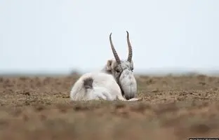 بازگشت شگفت‌انگیز یک موجود عجیب به طبیعت