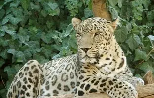 گشت‌وگذار پلنگ ایرانی در سالوک خراسان‌ شمالی + ویدئو