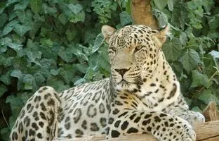 گشت‌وگذار پلنگ ایرانی در سالوک خراسان‌ شمالی + ویدئو