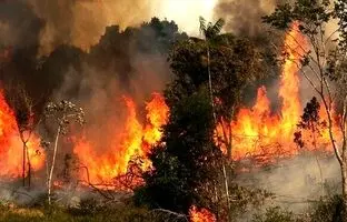 جنگل های چالوس در آتش سوخت، اما بالگرد هنوز نرسیده
