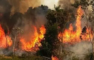 جنگل های چالوس در آتش سوخت، اما بالگرد هنوز نرسیده
