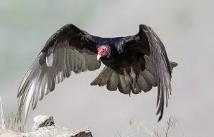 وقتی لاشخورها خودشان طعمه شیر ماده می‌شوند! +ویدئو