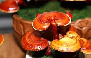 قارچ جان‌افزا می‌تواند جایگزین انسولین و داروهای کاهنده قند خون شود؟