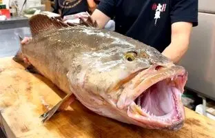 غذای خیابانی در ژاپن؛ برش و تهیه غذا با ماهی 17 کیلوگرمی + ویدئو