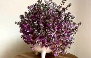 راهنمای کامل کاشت و مراقبت از گیاه کالیسیا