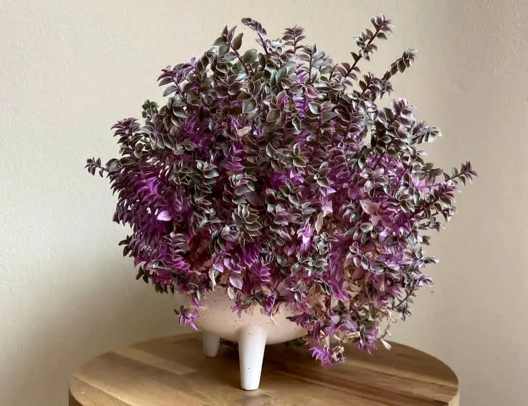 راهنمای کامل کاشت و مراقبت از گیاه کالیسیا