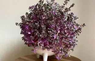 راهنمای کامل کاشت و مراقبت از گیاه کالیسیا