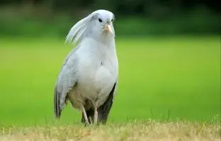 رازهای شبح در حال انقراض جنگل کالدونیای جدید