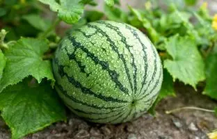 کاشت هندوانه در کویری که آب ندارد + ویدئو