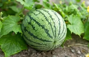 کاشت هندوانه در کویری که آب ندارد + ویدئو