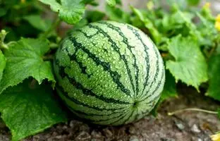 کاشت هندوانه در کویری که آب ندارد + ویدئو