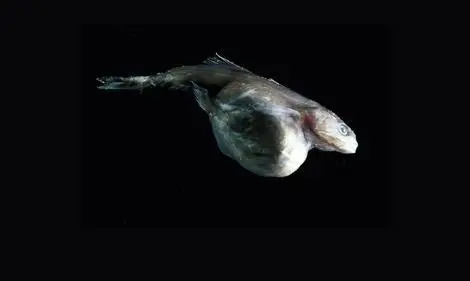 جانوری در اعماق اقیانوس که می‌تواند 10 برابر وزن خودش را ببلعد + عکس