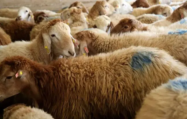  قیمت دام زنده امروز ۱۰ خرداد ۱۴۰۴؛ بازار روند نزولی گرفت؟ 