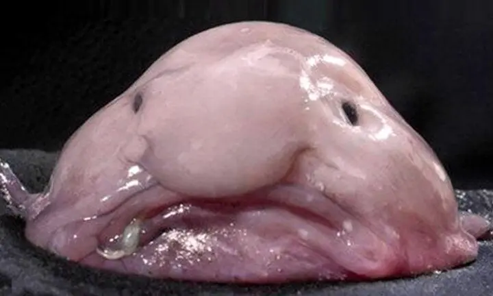 برنده مسابقه زشت‌ترین حیوان جهان ۲۰۲۵ در نیوزیلند