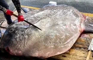 (ویدئو) نحوه برش و قطعه قطعه کردن خورشید ماهی غول پیکر در ژاپن