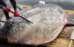 (ویدئو) نحوه برش و قطعه قطعه کردن خورشید ماهی غول پیکر در ژاپن