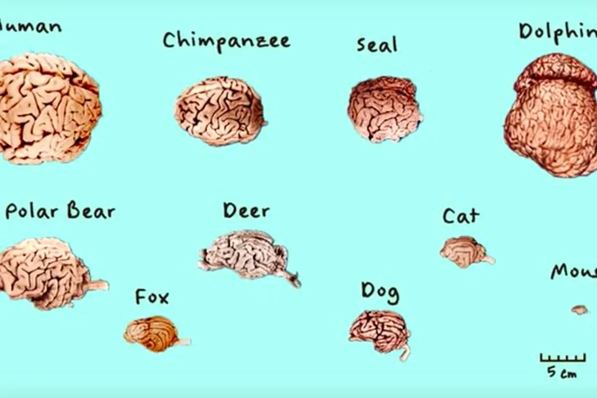 مقایسه شگفت‌انگیز مغز انسان با دیگر موجودات