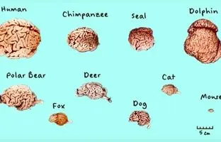 مقایسه شگفت‌انگیز مغز انسان با دیگر موجودات