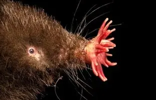 جانورانی که عجیب‌ترین «چهره‌ها» را در دنیای حیوانات دارند 