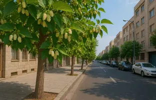 آیا خوردن توت درختان در خیابان‌های تهران و شهرهای بزرگ بی خطر است؟