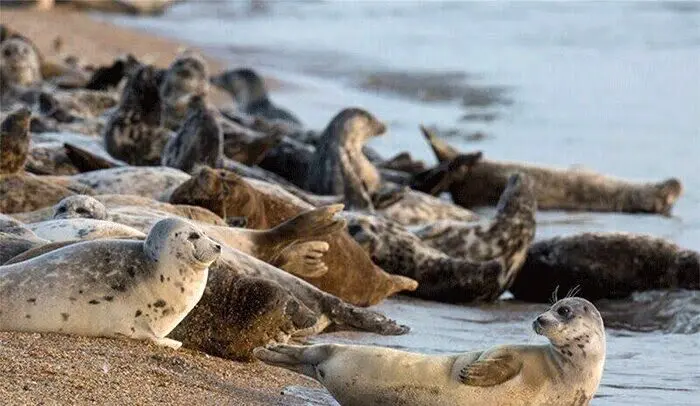 کشف ۲ لاشه فوک خزری در سواحل بابلسر و عباس‌آباد؛ شمار موارد تلف شده به ۲۸ قلاده رسید