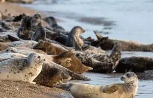 کشف ۲ لاشه فوک خزری در سواحل بابلسر و عباس‌آباد؛ شمار موارد تلف شده به ۲۸ قلاده رسید