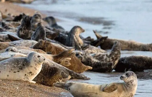 کشف ۲ لاشه فوک خزری در سواحل بابلسر و عباس‌آباد؛ شمار موارد تلف شده به ۲۸ قلاده رسید