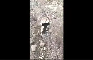 واکنش خنده دار همستر به فرد غریبه + ویدئو