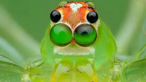 عنکبوتی که برای فرزندانش "جان" می‌دهد! + عکس