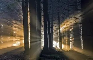 درختان کهنسال قبل از خورشیدگرفتگی، به جوان‌ترها هشدار می‌دهند!