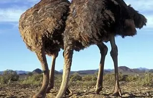 آیا شترمرغ‌ها واقعاً سرشان را در ماسه فرو می‌کنند؟