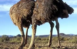 آیا شترمرغ‌ها واقعاً سرشان را در ماسه فرو می‌کنند؟