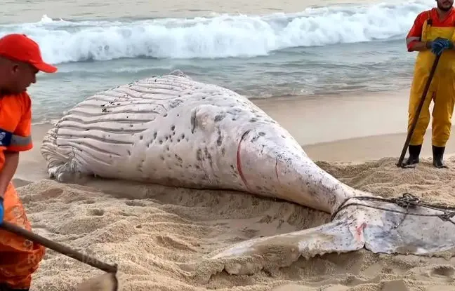 پیدا شدن جسد نهنگ گوژپشت در ساحل ریودوژانیرو + ویدئو