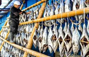 (ویدئو) عملیات دیدنی فرآوی ماهی تن دودی سنتی با روشی باستانی در ژاپن